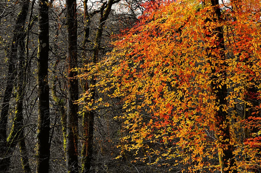 autumn, forest, trees, leaves, yellow leaves, leaf, branch HD wallpaper