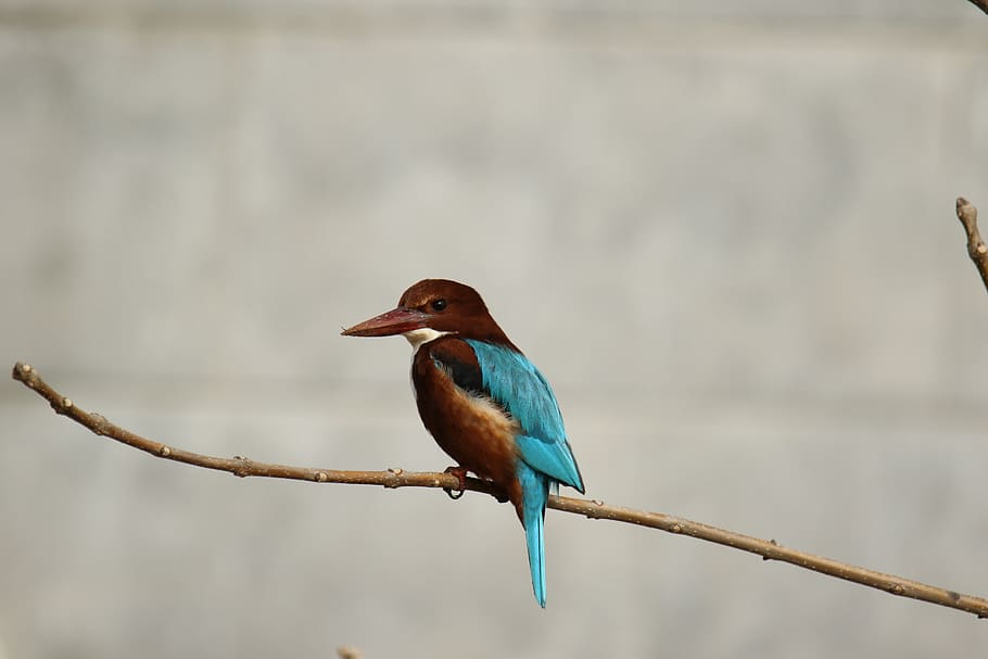 animal, bird, branch, white throat kingfisher, colorful, animal wildlife, HD wallpaper