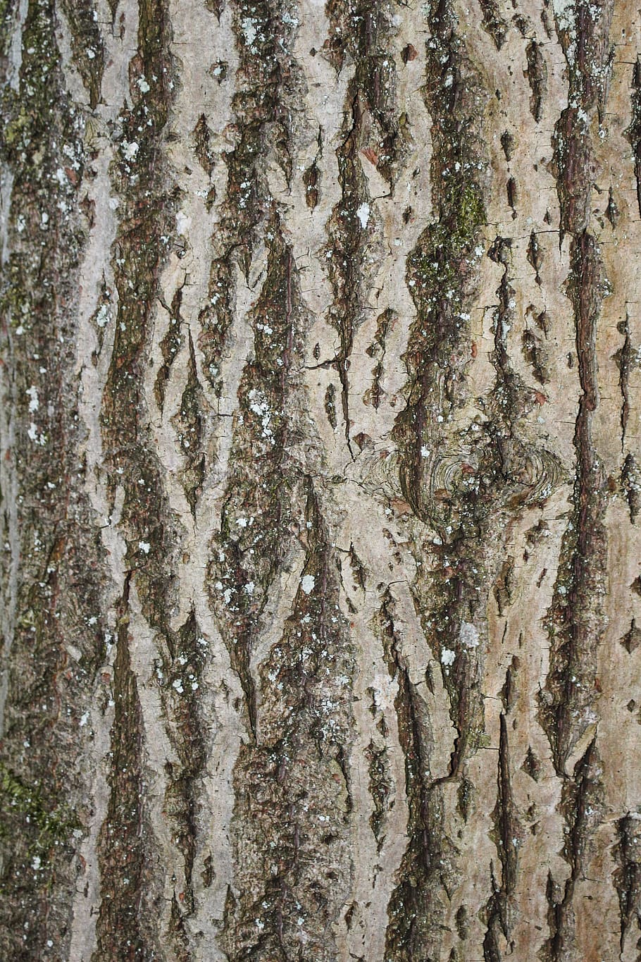 tree, background, bark, nature, full frame, backgrounds, tree trunk HD wallpaper