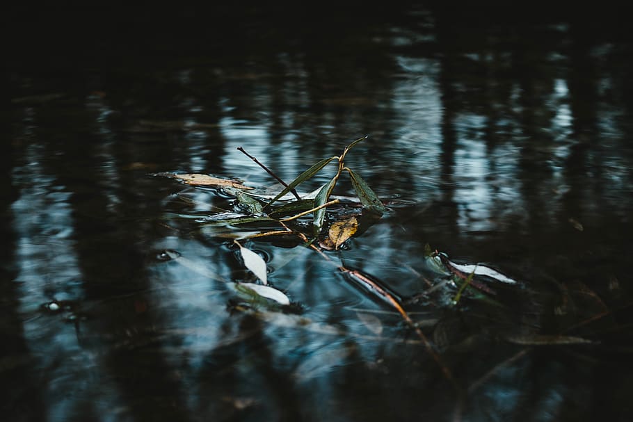 green grass on water, animals in the wild, animal themes, animal wildlife HD wallpaper