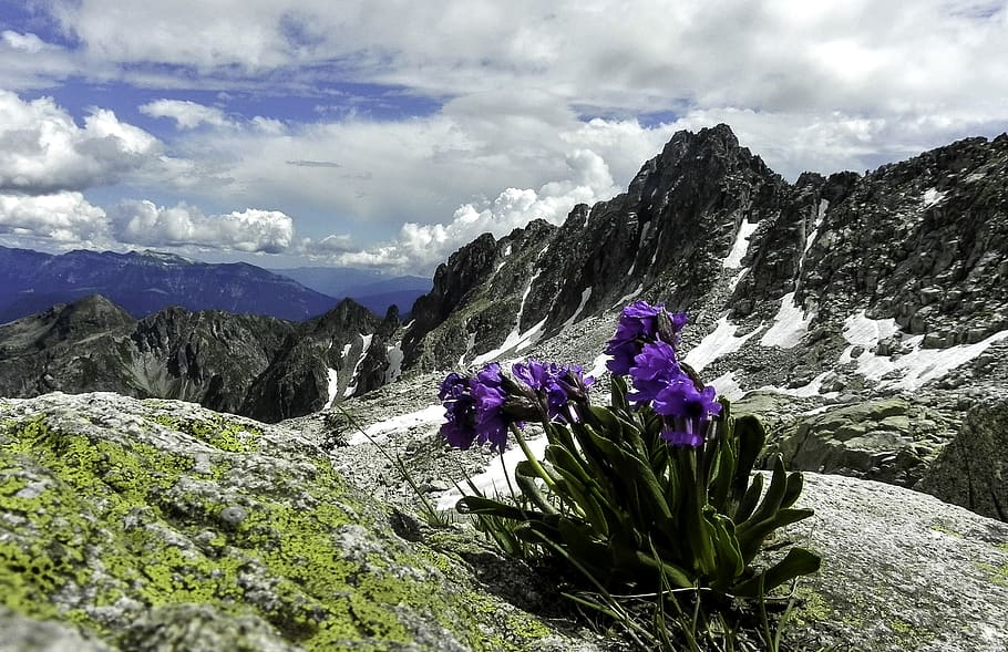 mountain, nature, landscape, summit, rock, flowers, beauty in nature HD wallpaper