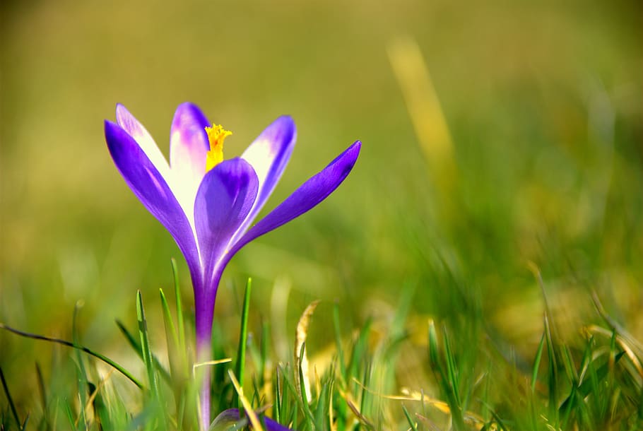 macro, flower, flora, nature, plant, flowering plant, freshness HD wallpaper