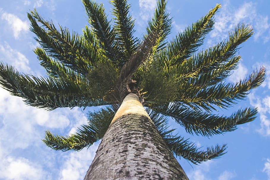 brazil, anchieta, green, nature, sky, coqueiro, verde, céu, HD wallpaper