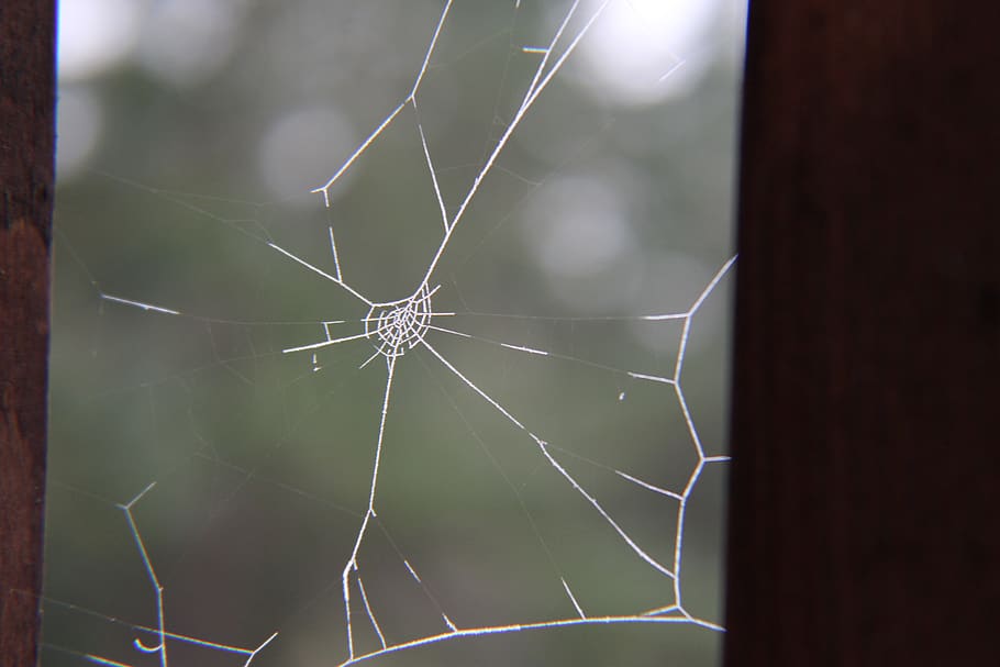 spider, web, spider web, fragility, arachnid, arthropod, invertebrate HD wallpaper