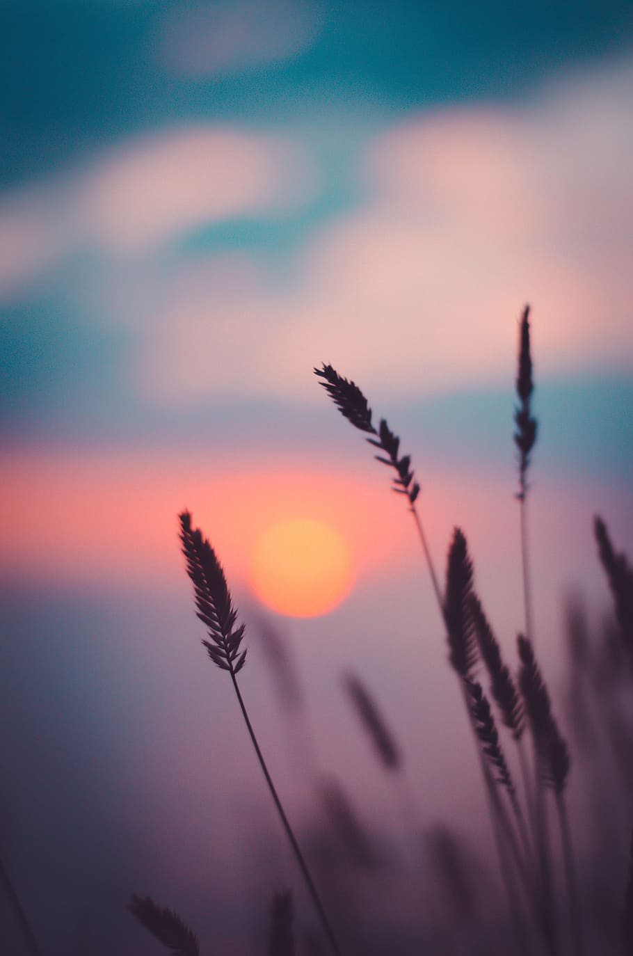 silhouette of wheat during sunset, grass, herb, dusk, dawn, depth HD wallpaper