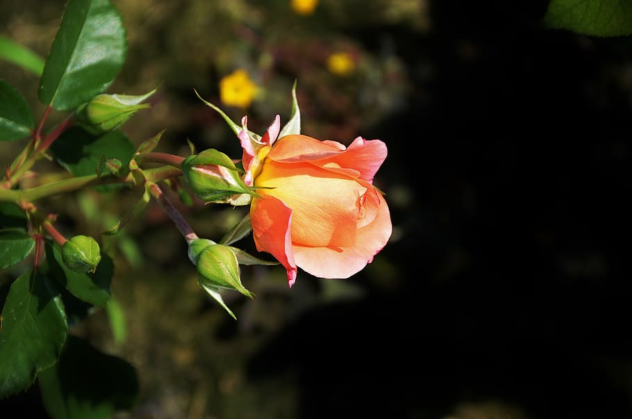 rose, flower, spring, summer, floral, leaf, nature, green, blossom HD wallpaper