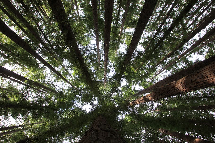 green trees, plant, low angle view, beauty in nature, tranquility HD wallpaper