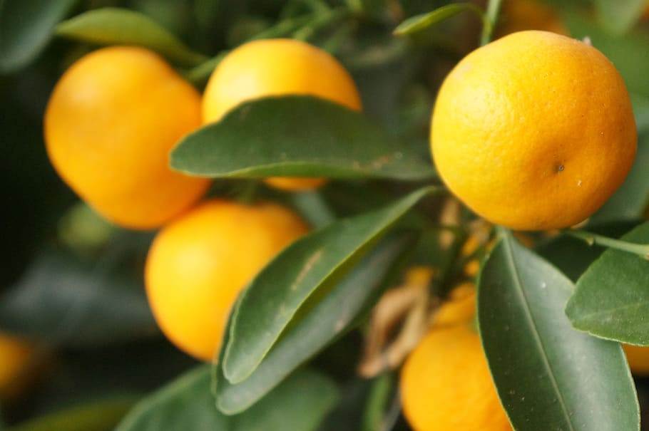 lemon, group, tree, yellow, sour, nature, food, food and drink HD wallpaper