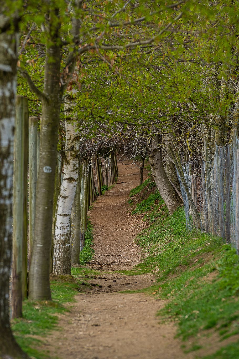 Green trail. Зеленая тропа Тульская область. Тропа Грина. Фото улицы и тропинки с зелёными деревьями. Тропинки над землей.