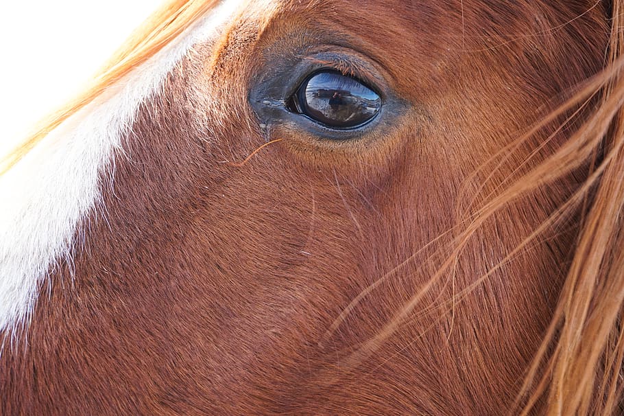 canada, eye, view, sorrel, farm, outside, nature, animal, horse HD wallpaper