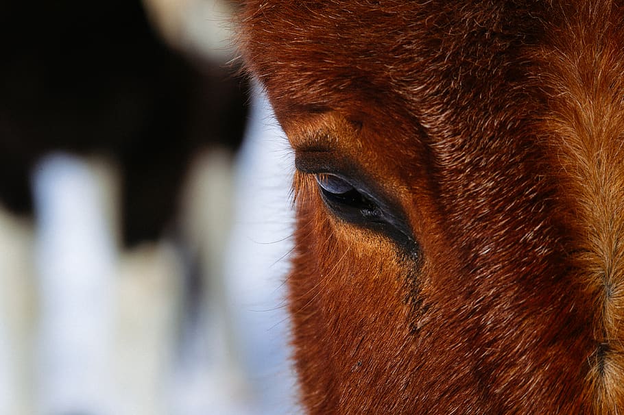 animal themes, mammal, one animal, livestock, domestic animals HD wallpaper