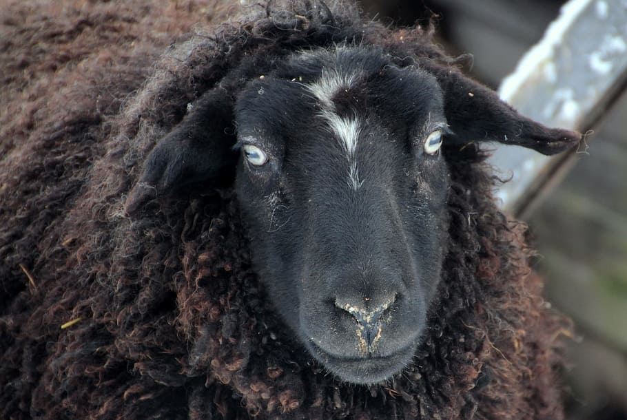 wild, sheep, herd, lamb, animal, nature, farm, macro, animal themes HD wallpaper