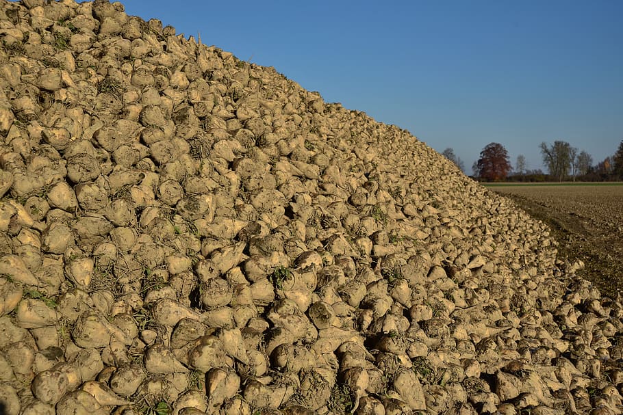 sugar beet, vegetables, turnip, root vegetables, commodity HD wallpaper