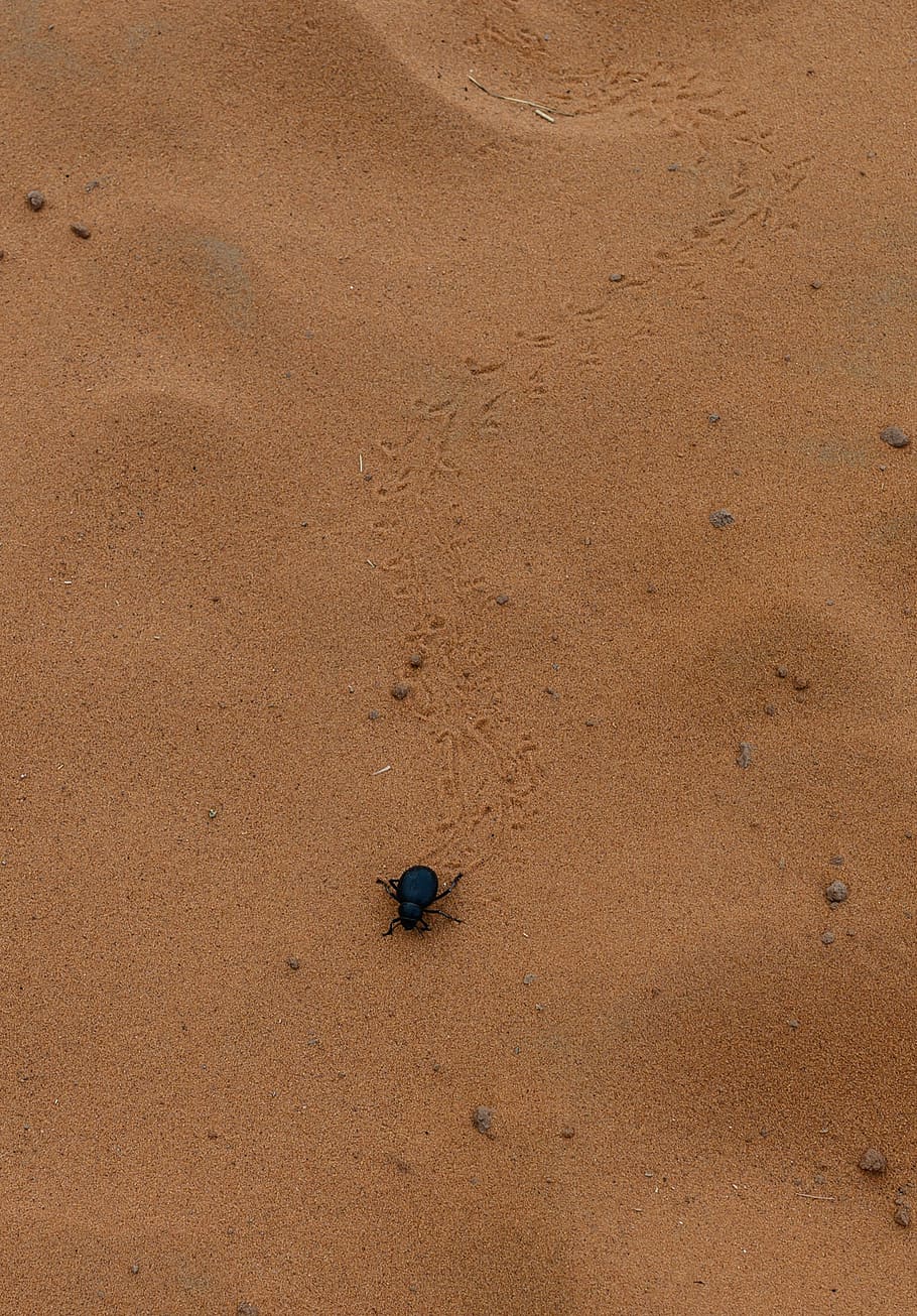 scarab, beetle, desert, sand, animal, traces, scarabaeidae, HD wallpaper