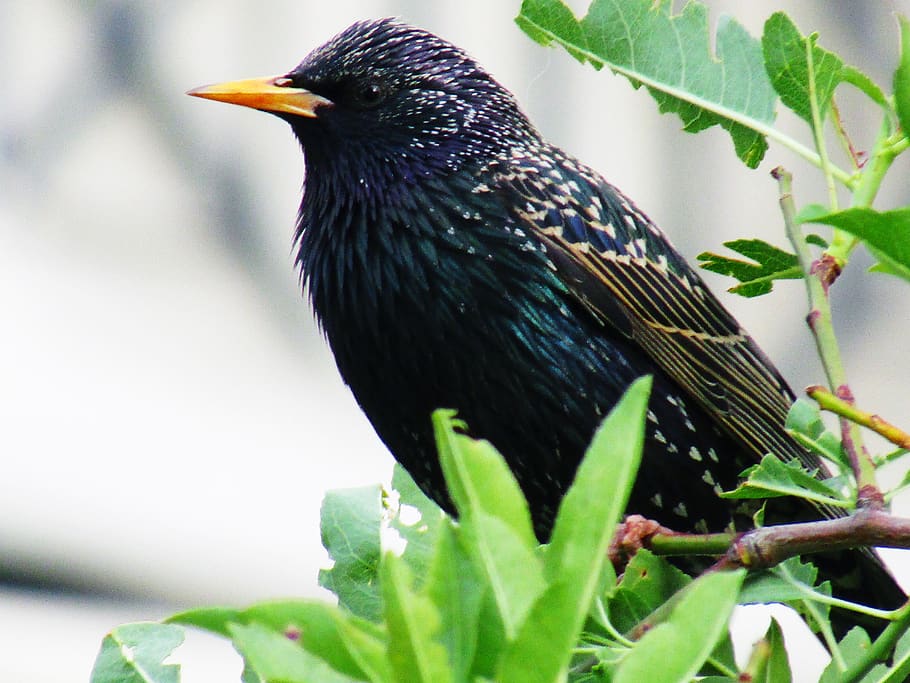 leaves, tree, starling, bird, animal themes, one animal, animals in the wild HD wallpaper