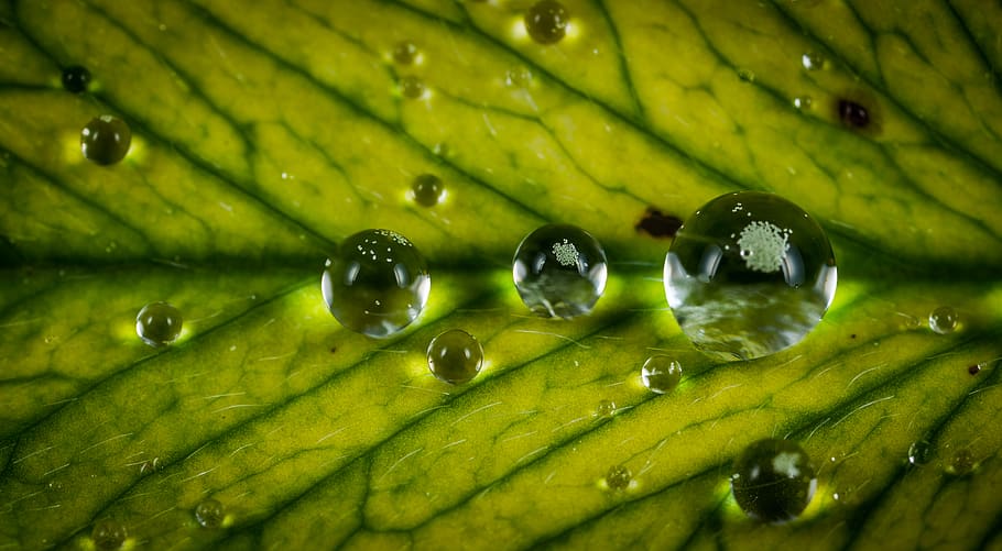 Close Up Photograph Water Drop on Green Leaf, clear, close-up HD wallpaper