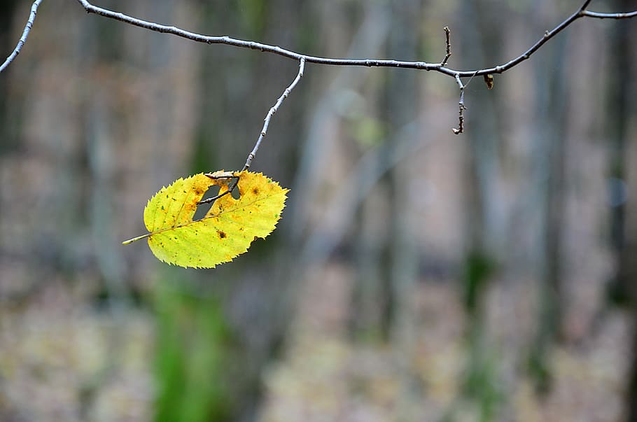 leaf, fall, nature, colorful, forest, wood, light, autumn, colourful HD wallpaper