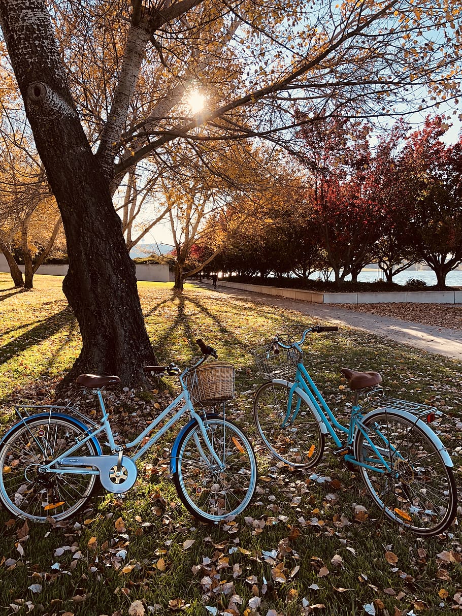 Two Teal Bicycles Near A Tree, autumn, bikes, fall, park, season HD wallpaper