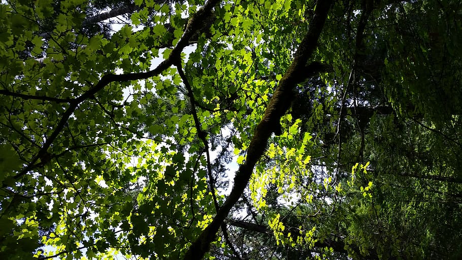 tree, plant, growth, beauty in nature, low angle view, forest HD wallpaper