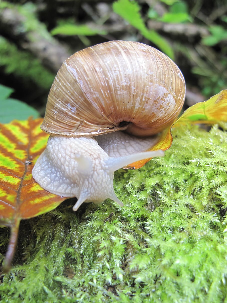 snail, moss, shell, nature, animal wildlife, animal themes HD wallpaper