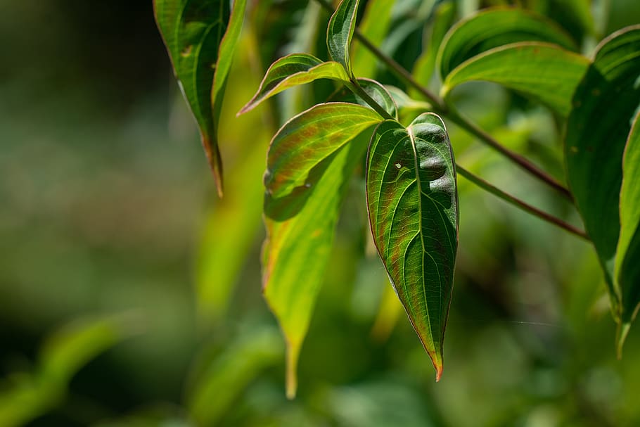 leaves, green, tree, branch, leaf structure, garden, in the garden HD wallpaper