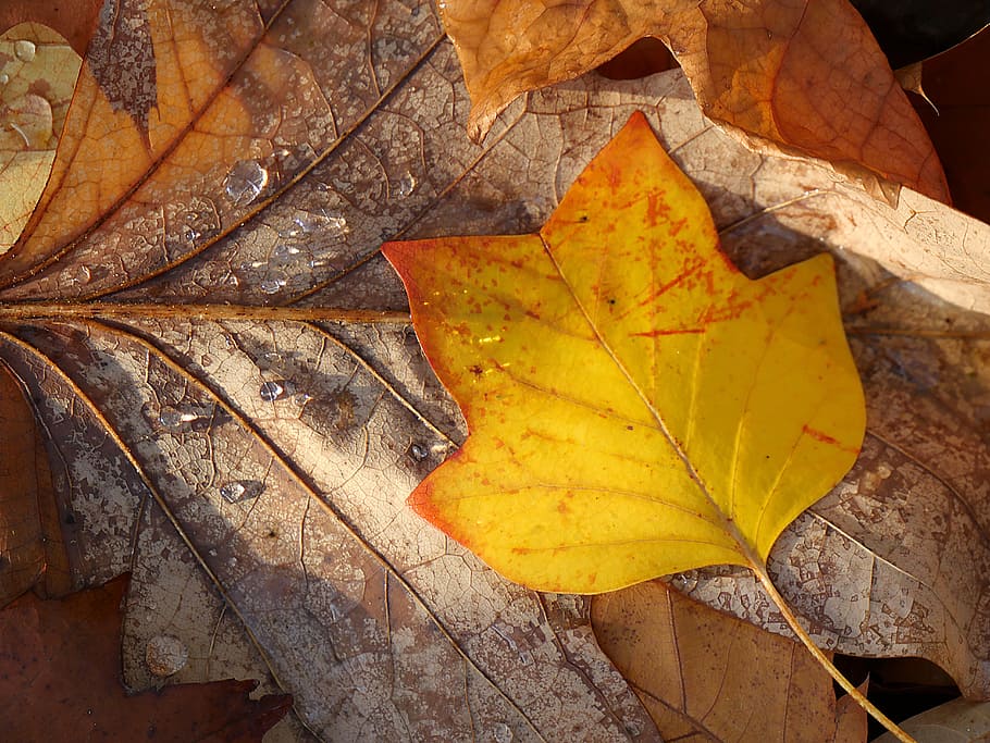 yellow maple leaf free image | Peakpx