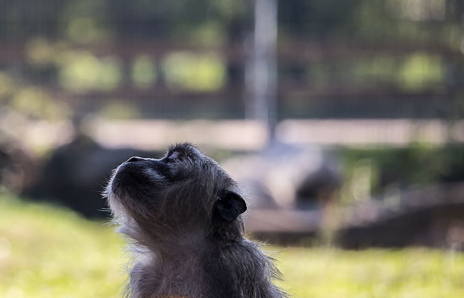 monkey, primate, mammal, animal, animal world, nature, sit HD wallpaper