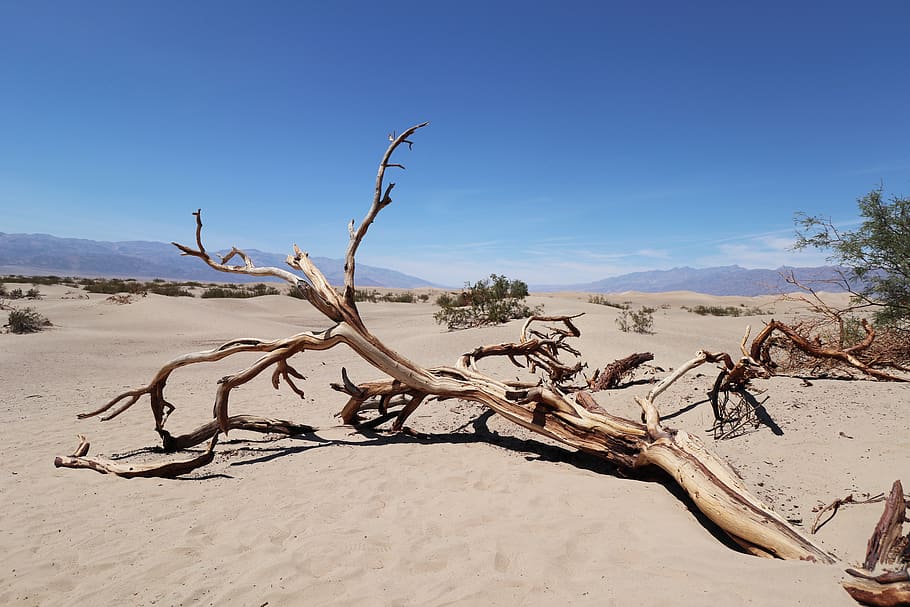 withered tree on sand, land, landscape, environment, scenics - nature HD wallpaper