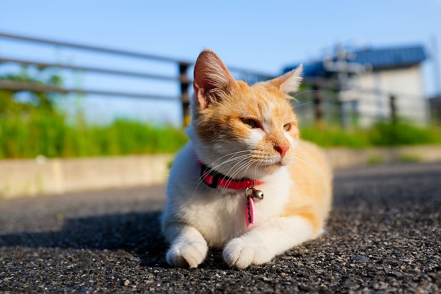 Funny Cat Photography on the Streets of Japan