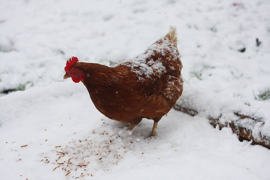 hen, chicken, egg, lay, laying, brown, feather, bird, poultry HD wallpaper