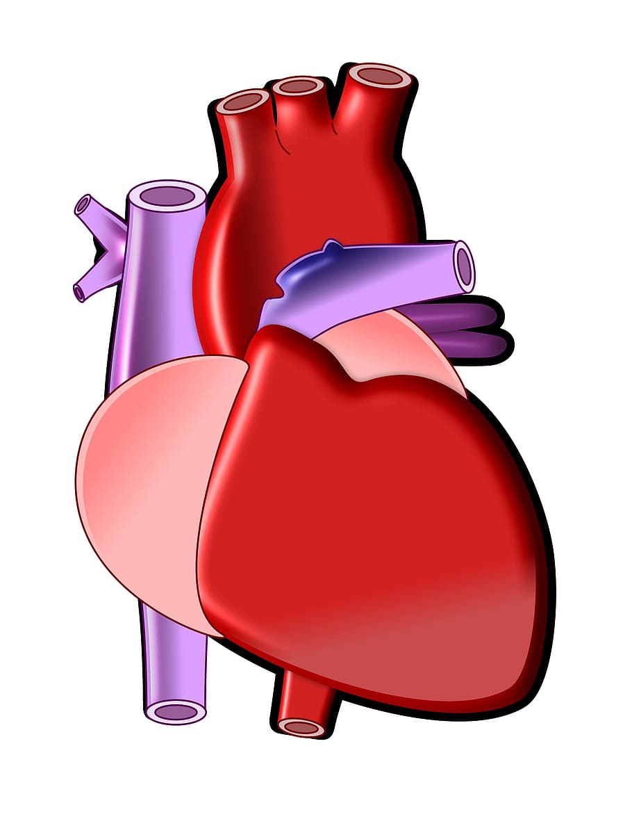 heart, red, nature, graphics, white background, cut out, studio shot HD wallpaper