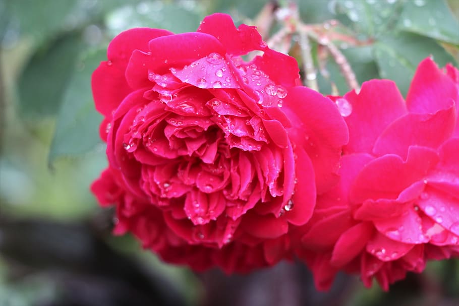 flower, red, flowers, bloom, nature, garden, beauty, petals HD wallpaper