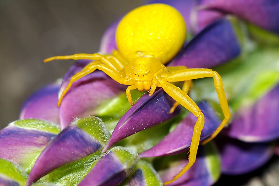 spider, insect, macro, nature, arachnid, flower, flowering plant HD wallpaper