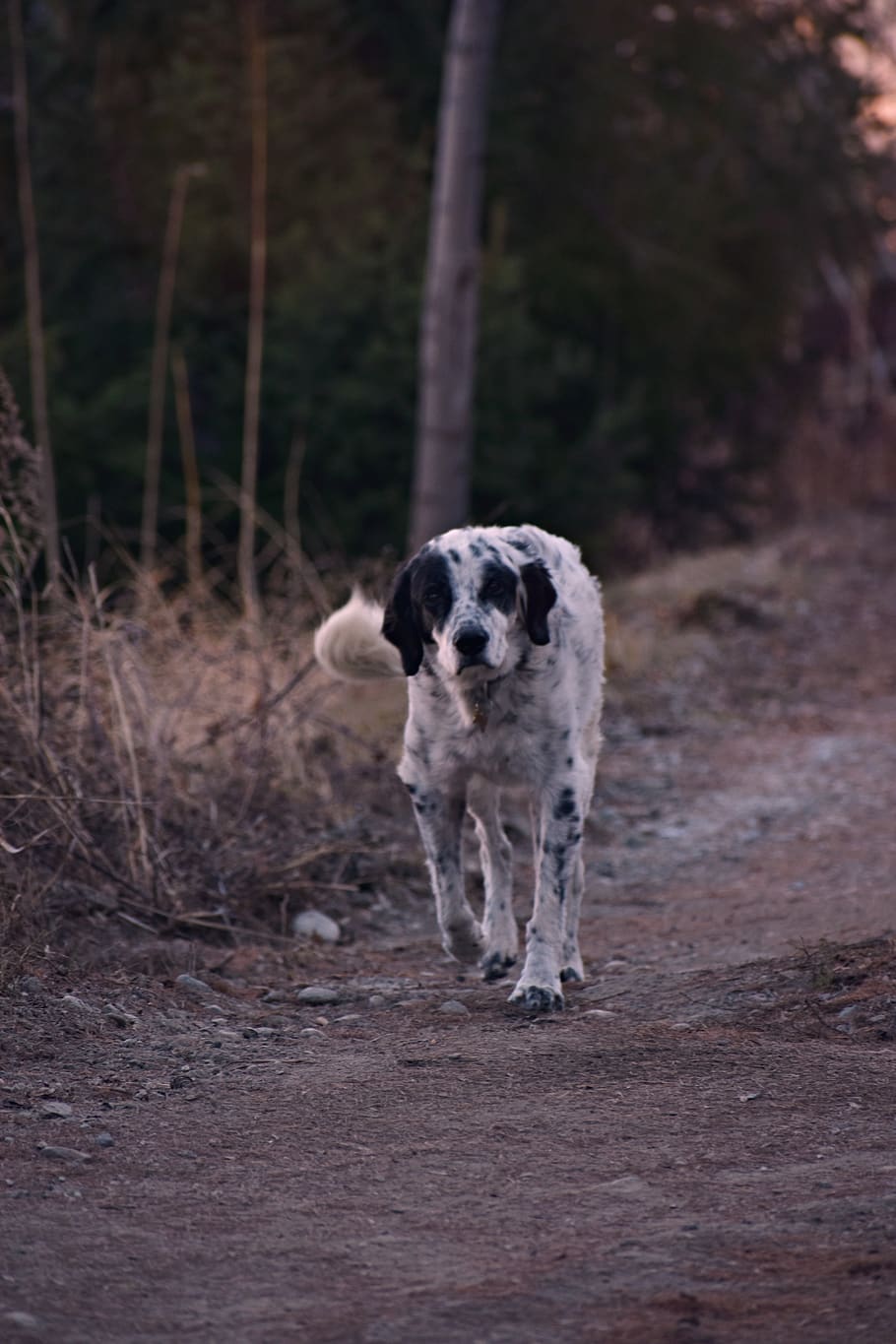 Photo of Dog Walking Alone on a Dirt Road, animal, breed, canine HD wallpaper