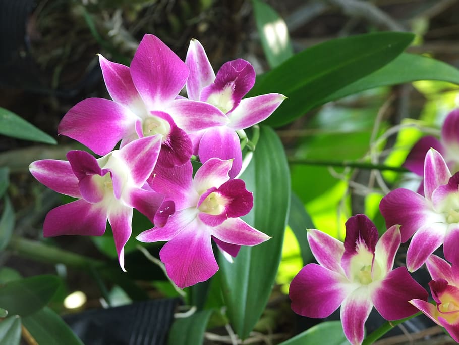 flower, red, beautiful, flowering plant, beauty in nature, vulnerability HD wallpaper