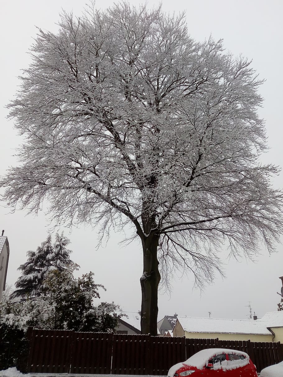 germany, pulheim, stommeln, tree, winter, winter day, snow HD wallpaper