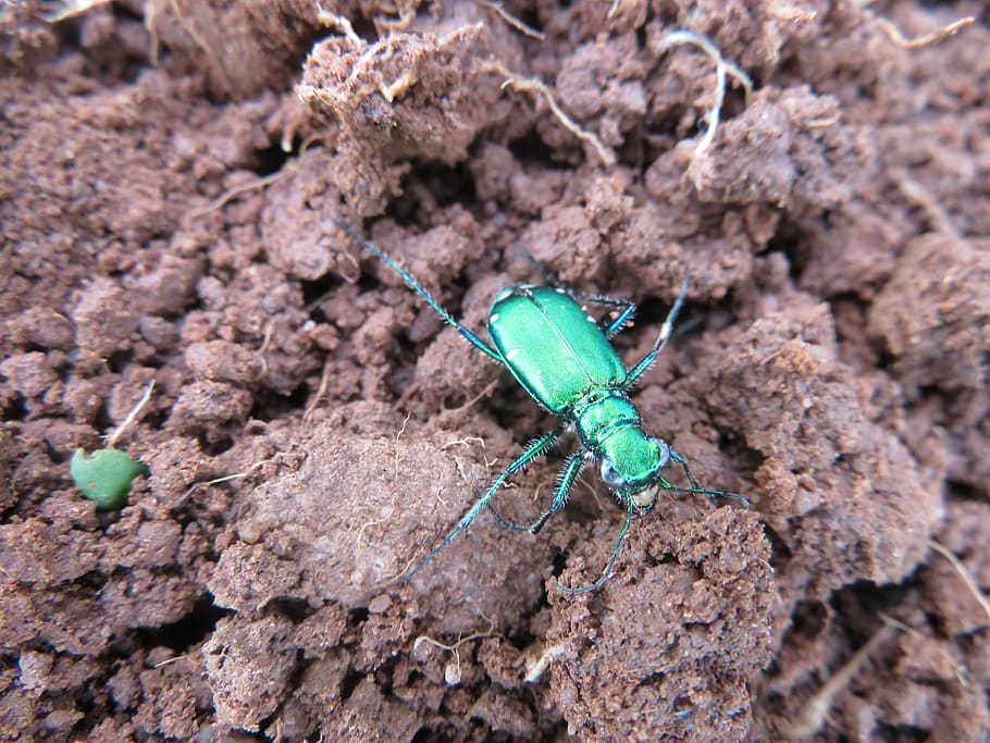 tiger beetle, invertebrate, insect, animal, animal themes, one animal HD wallpaper