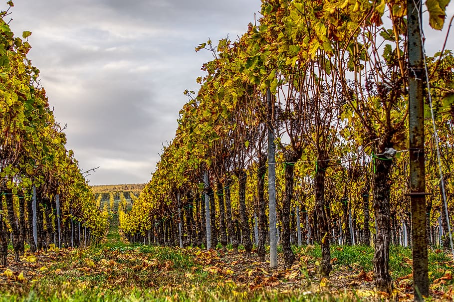 vineyards, vines, wine, winegrowing, nature, landscape, autumn, HD wallpaper