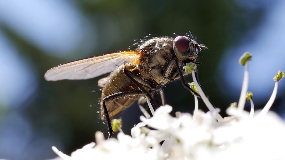 fly, insects, nature, macro, colorful, invertebrate, animal wildlife HD wallpaper