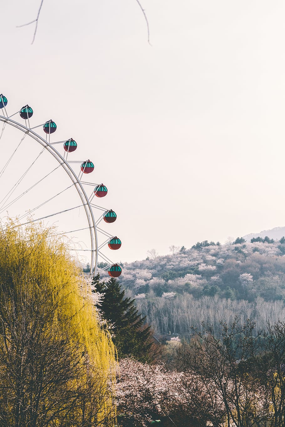 Ferris wheel at daytime, amusement park, plant, abies, tree, fir HD wallpaper