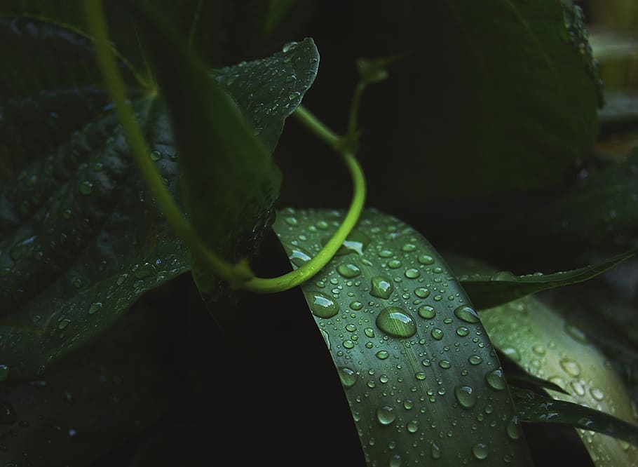 green, leaf, plant, nature, wet, raindrops, water, plant part HD wallpaper