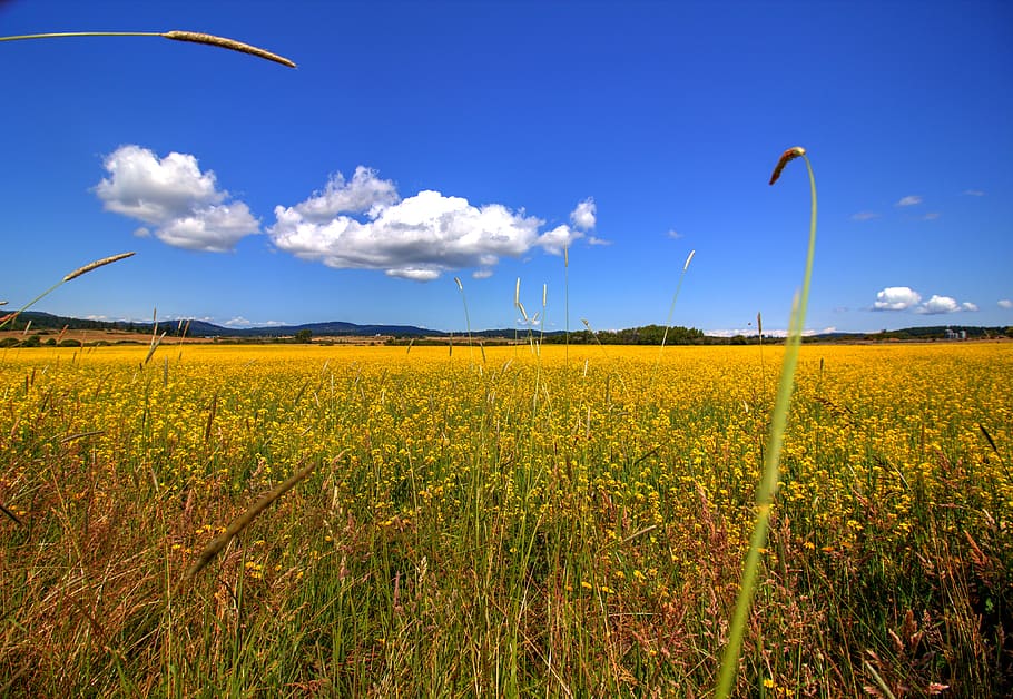 united states, san juan island, farms, open fields, sky, landscape, HD wallpaper