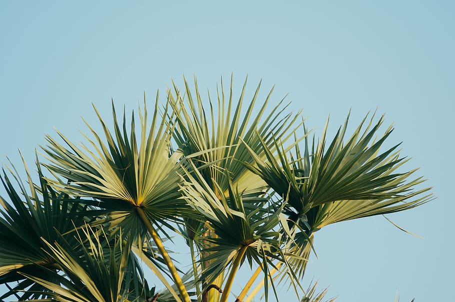 palm trees, sky, plant, growth, leaf, low angle view, nature HD wallpaper
