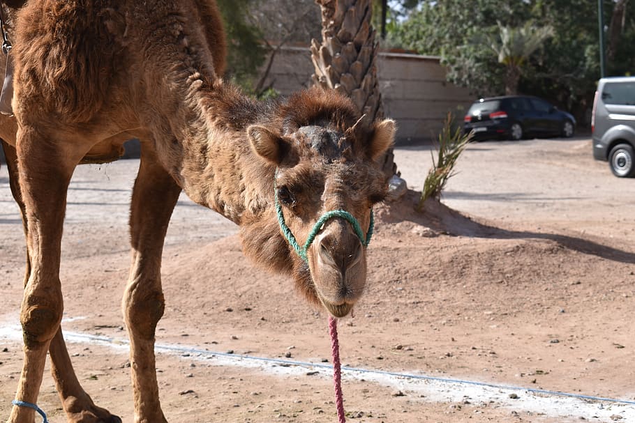 morocco, camel, animal, desert, palm grove, animal themes, mammal HD wallpaper