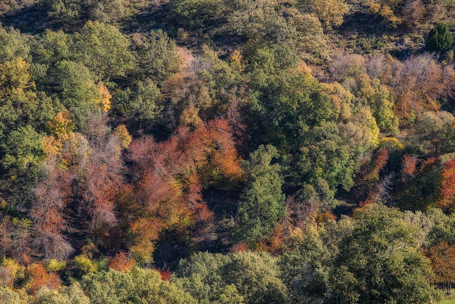 autumn, tree, forest, colorful, red, plant, growth, change HD wallpaper