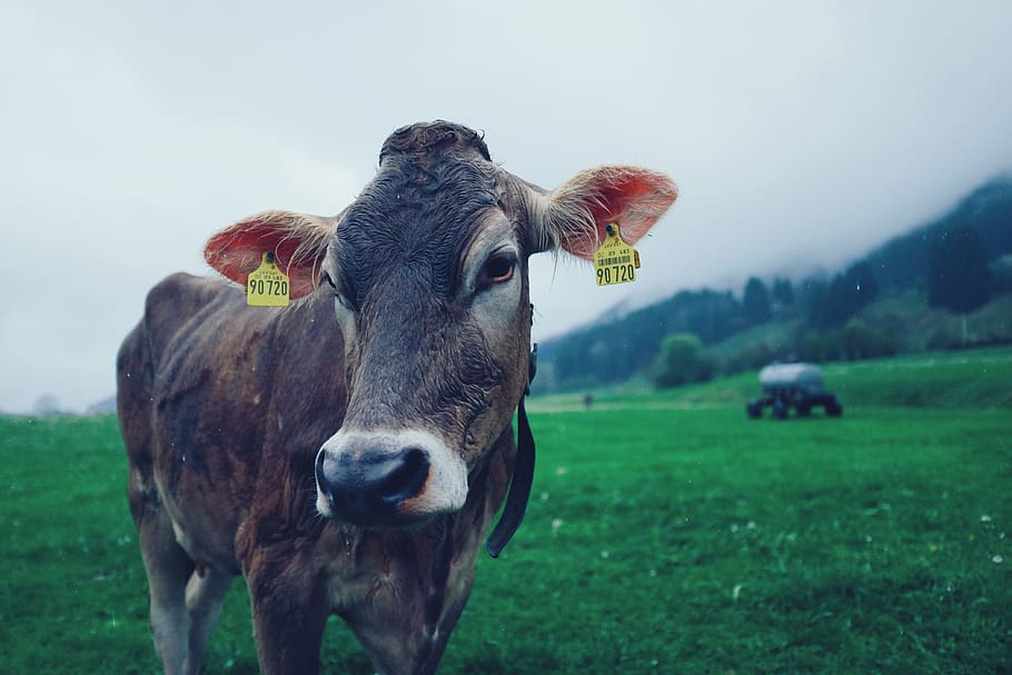 allgäu, cattle, bavaria, rain, cow, clouds, mist, bad weather HD wallpaper