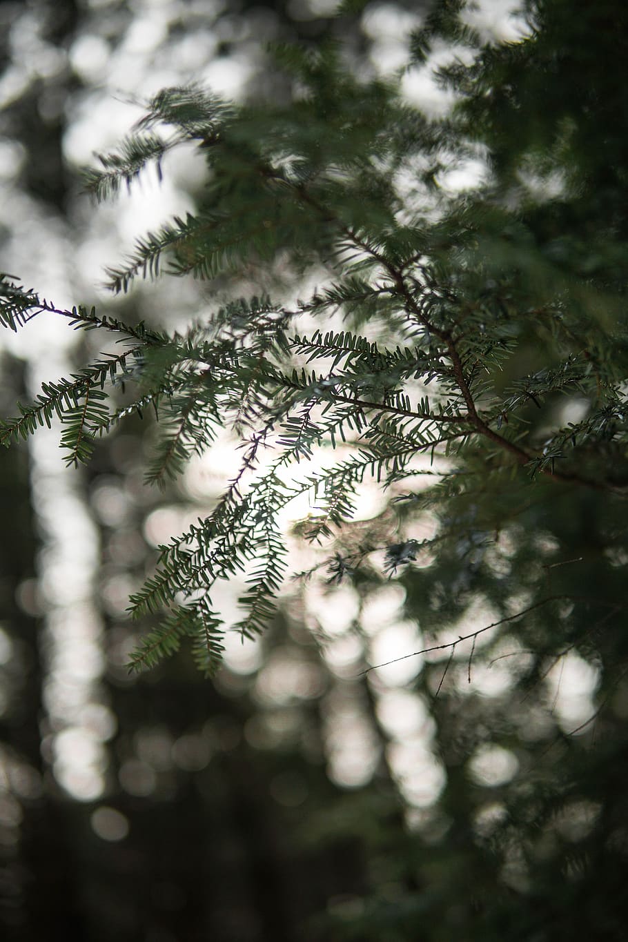green leaf tree, plant, conifer, larch, abies, fir, yew, spruce HD wallpaper