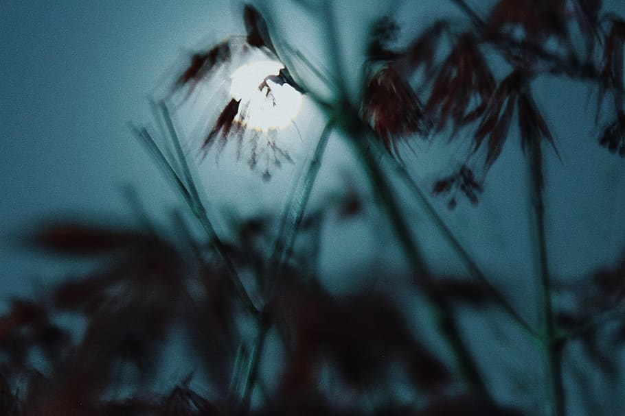 flower, blurred, night, plant, close-up, no people, focus on foreground HD wallpaper