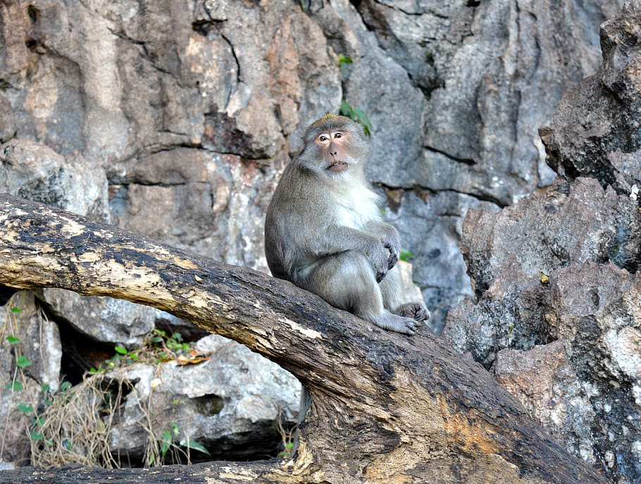 monkey, rhesus monkeys, primate, nature, animals, mammals, close up HD wallpaper
