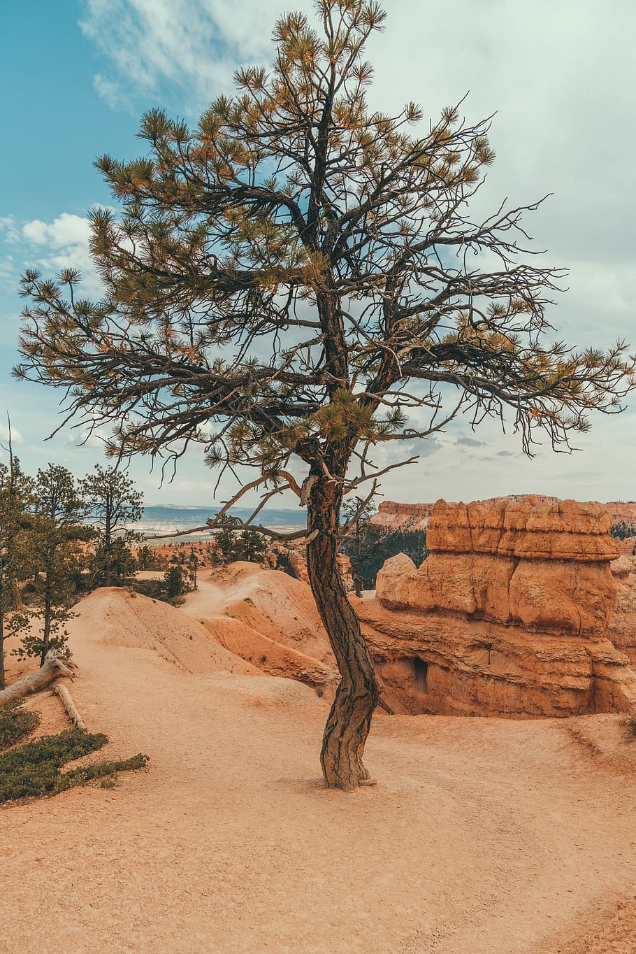 tree in canyon, nature, outdoors, plant, tree trunk, desert, soil HD wallpaper